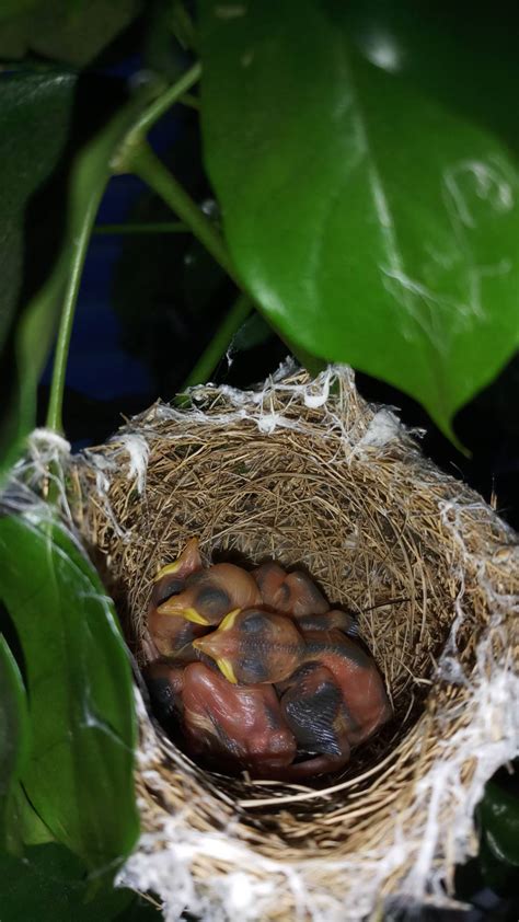 四季植物代表 鳥 家裡築巢
